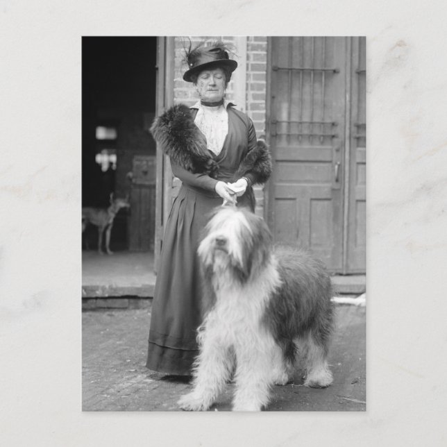 Carte Postale Old English Sheepdog, 1915 (Devant)