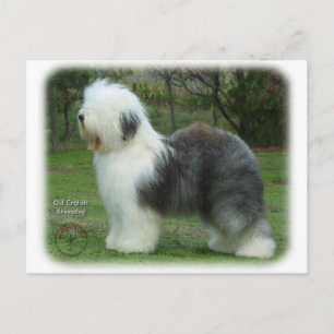 Carte Postale Old English Sheepdog 9F054D-18