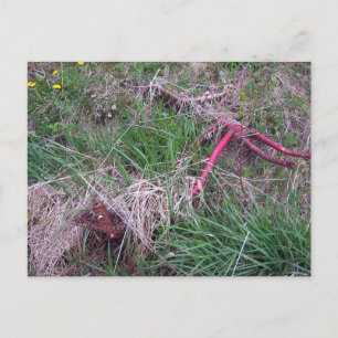 Carte postale Old Red Bike