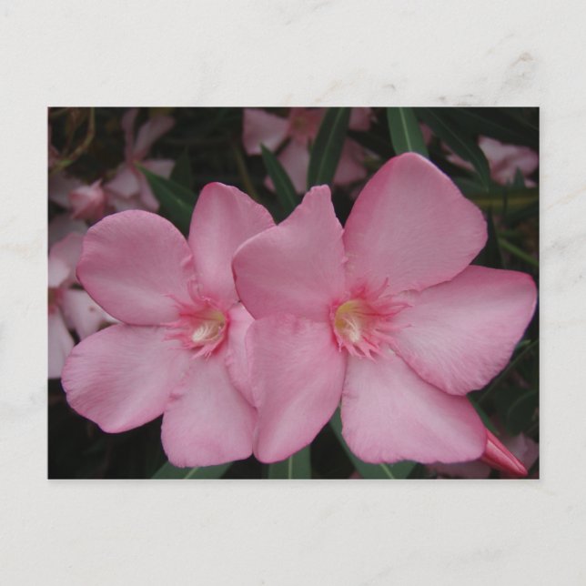 Carte Postale Oleander rose (Devant)