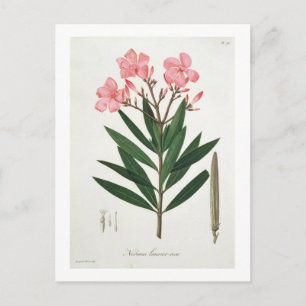 Carte Postale Oléandre from 'phytographie medicale' par Joseph R
