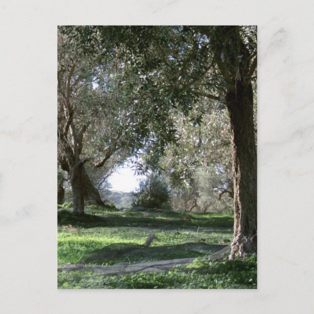 Carte postale Olive Grove (Devant)