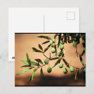 Carte Postale Olives vertes sur une branche