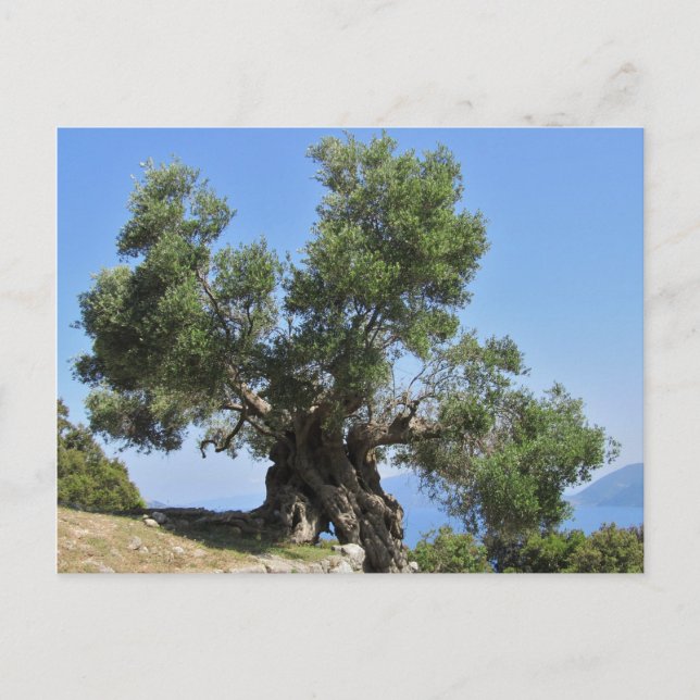 Carte Postale Olivier grec (Kefalonia) (Devant)