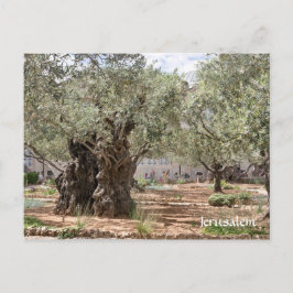 Carte Postale Oliviers en Gethsémani, Jérusalem, Israël