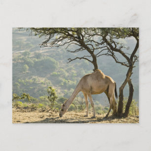 Carte Postale Oman, région du Dhofar, Salalah. Camel