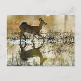 Carte Postale Ombre de cerfs à queue blanche