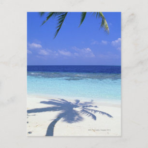 Carte Postale Ombre des palmiers