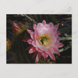 Carte Postale Ombre du matin