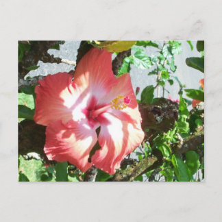 Carte postale Ombre partielle