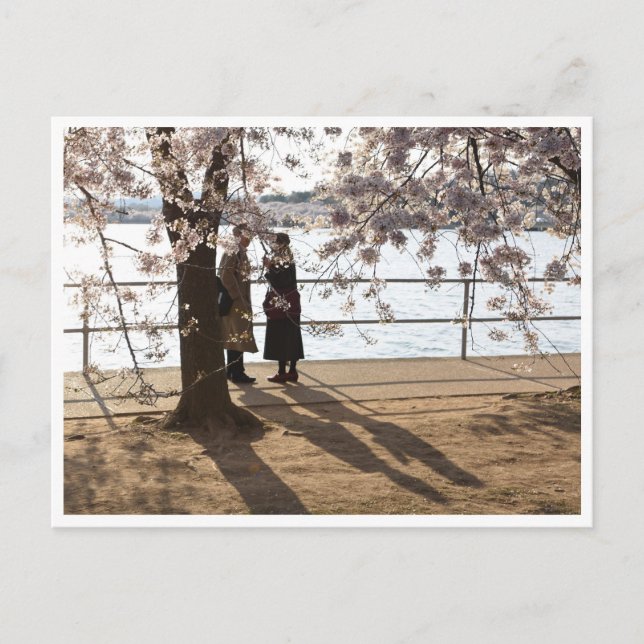 Carte postale "Ombres sous le cerisier" (Devant)