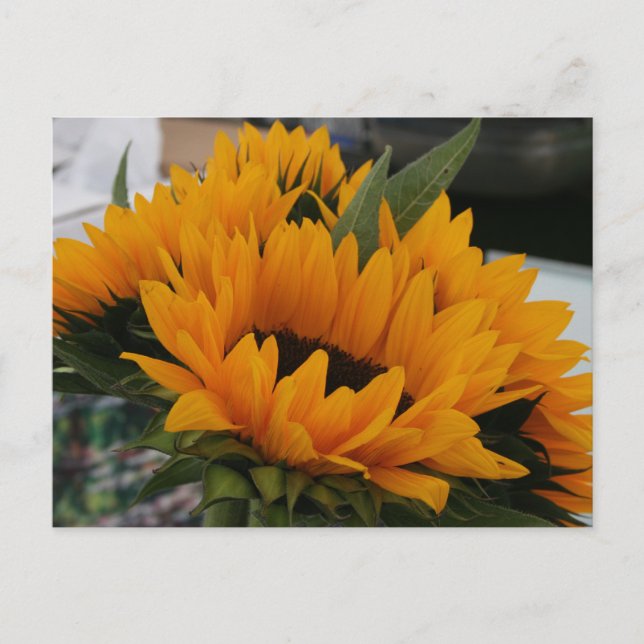 Carte Postale On dirait un tournesol (Devant)