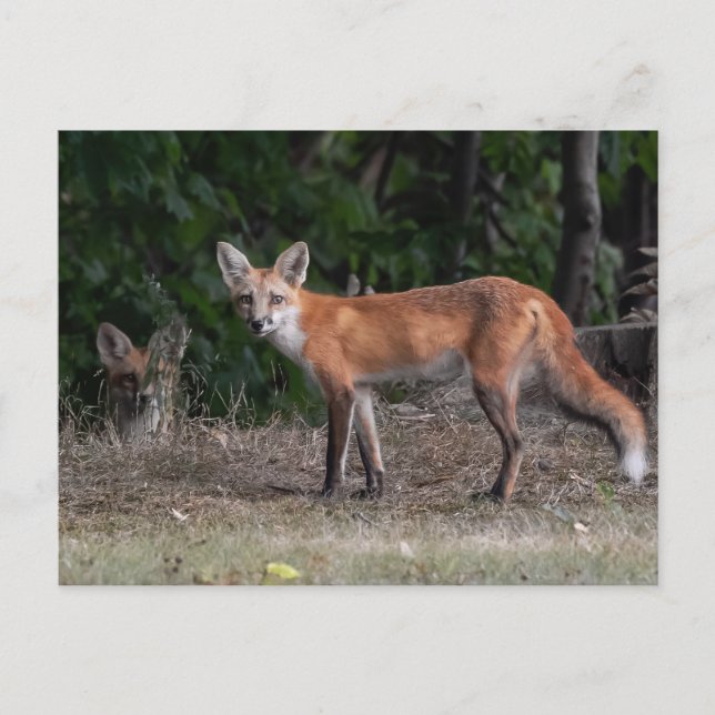 Carte Postale On Vous Regarde (Devant)