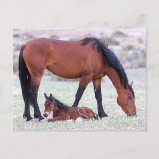 Carte Postale Onaqui Chevaux sauvages