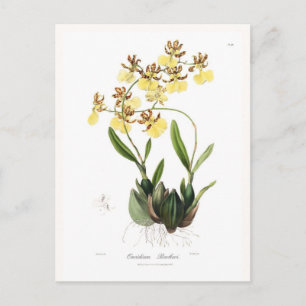 Carte Postale Oncidium Barkeri