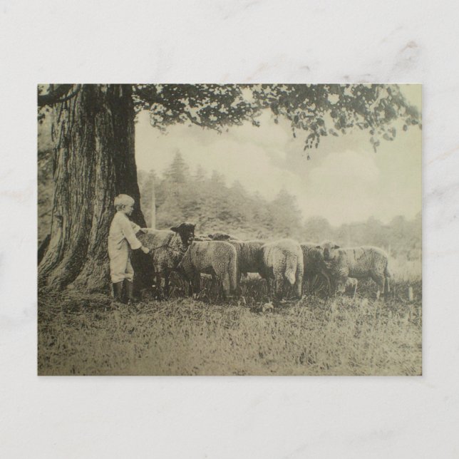 Carte Postale Oncle Bart et le mouton (Devant)