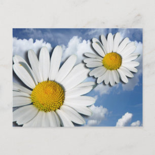 Carte Postale Only a Marguerite Blossom + your text & ideas
