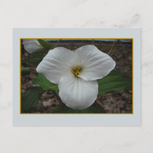 Carte Postale Ontario Trillium Beauty