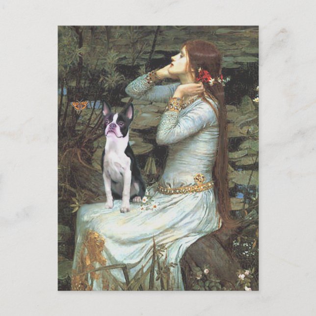Carte Postale Ophelia & - Boston Terrier (Devant)