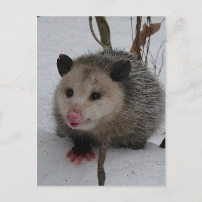 Carte Postale Opossum (Devant)
