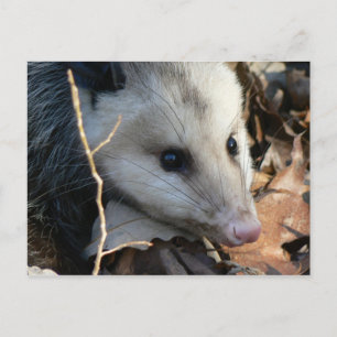 Carte postale Opossum.
