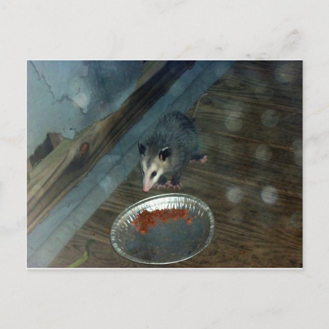 Carte Postale Opossum 1 (Devant)