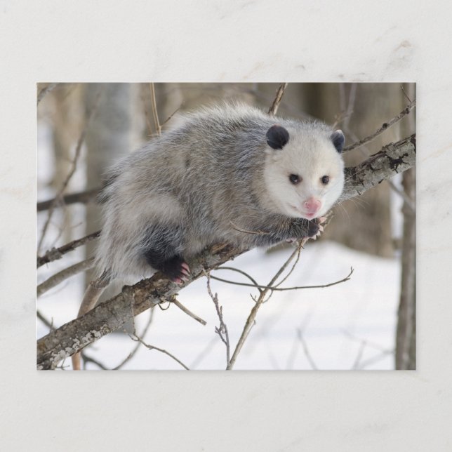 Carte Postale Opossum Love (Devant)