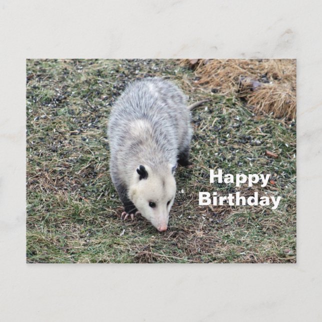 Carte Postale Opossum Photo Anniversaire (Devant)