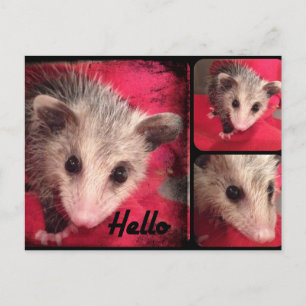 Carte Postale Oppossum Adorable.