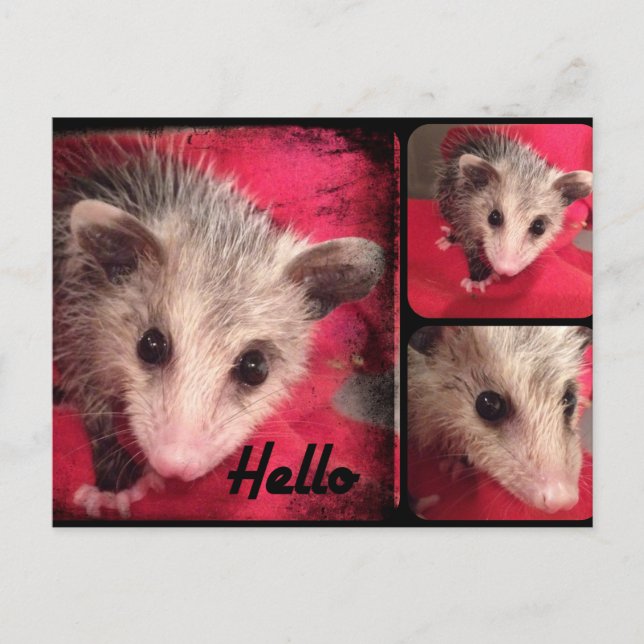 Carte postale Oppossum adorable. (Devant)