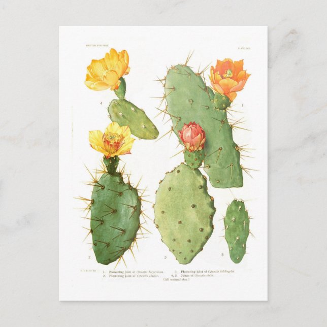 Carte Postale Opuntias (Devant)