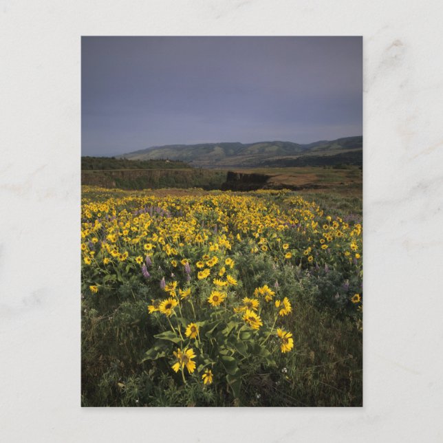 Carte Postale OR, Columbia River Gorge, Plateau Rowena, Tom (Devant)