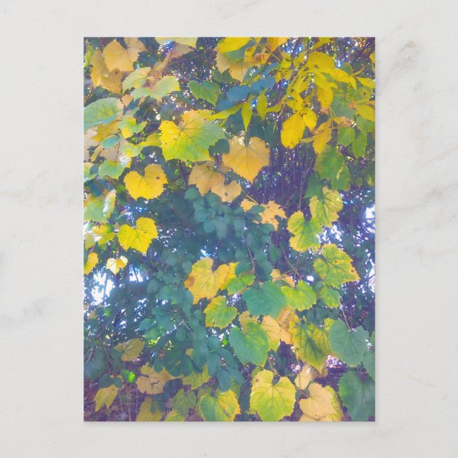 CARTE POSTALE OR FERMER (Devant)