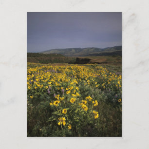 Carte Postale OR, Gorge du fleuve Columbia, plateau de Rowena, T