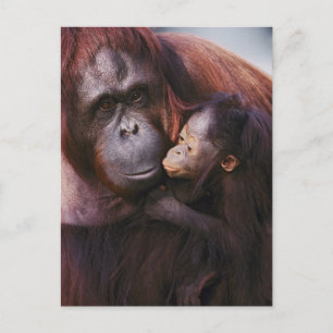 Carte Postale Orang-outan de Sumatra femelle avec bébé, Pongo