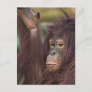 Carte Postale Orang-outan Kayan