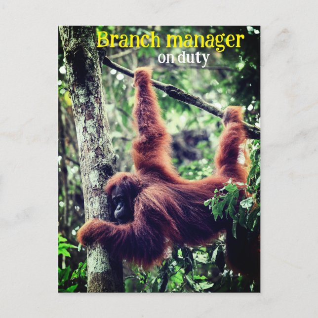 Carte Postale Orang-outan suspendu dans un arbre (Devant)