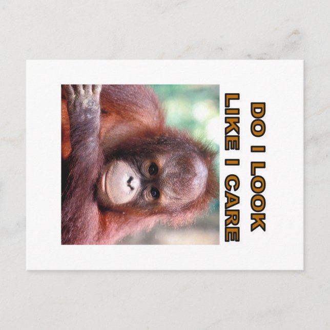 Carte Postale orangatang (Devant)