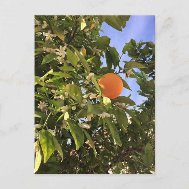 Carte Postale Orange (Devant)