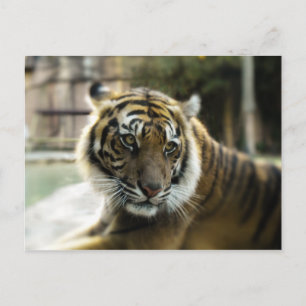 Carte Postale Orange à rayures noires Bengale photo tigre