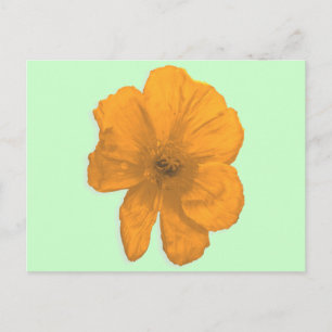 Carte Postale Orange Aid/ PopArt Flower