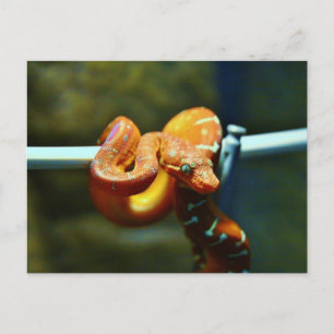 Carte Postale Orange Ball Python