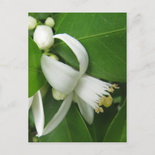 Carte Postale Orange Blossom