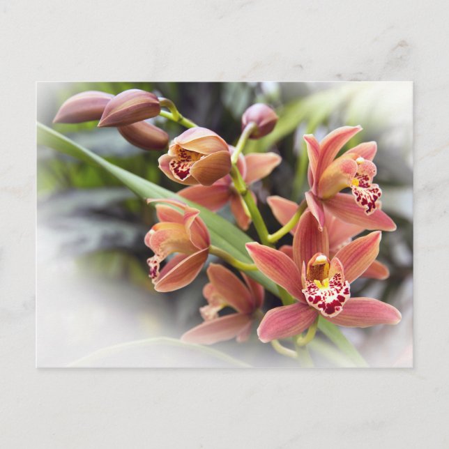 Carte postale Orange Cymbidium Orchid Flowers (Devant)