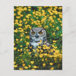 Carte Postale Orange Eyed Owl dans le pré des fleurs