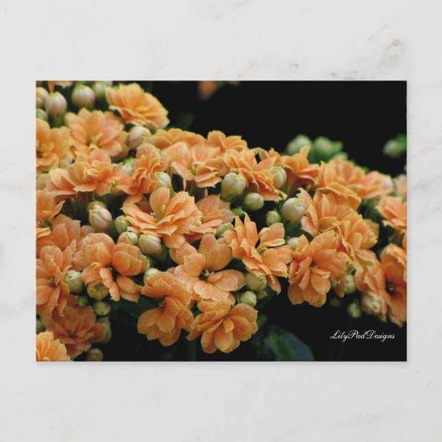 Carte postale Orange florale Begonias (Devant)