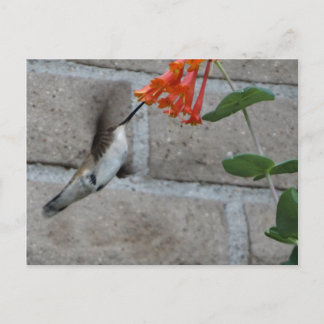 Carte Postale Orange flower Hummingbird