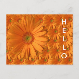 Carte Postale Orange Gerber Daisy