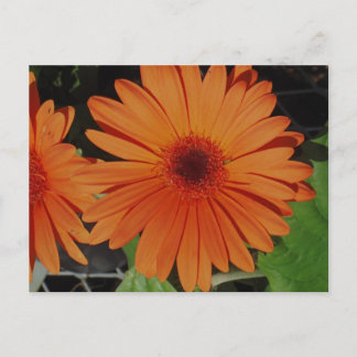 Carte Postale Orange Gerbers
