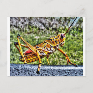 Carte Postale Orange Grasshopper